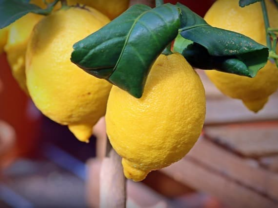 레몬즙 고르는 법