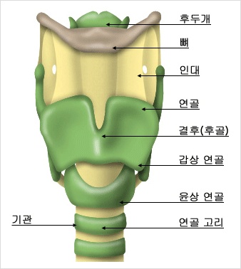 후두암 초기증상,후두암증세,후두암 원인 및 후두암 예방법,후두암치료 방법