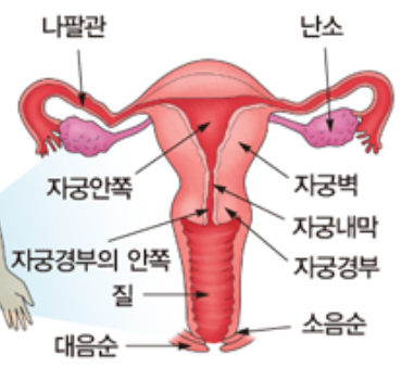 자궁경부암 예방접종 무료접종 신청하기