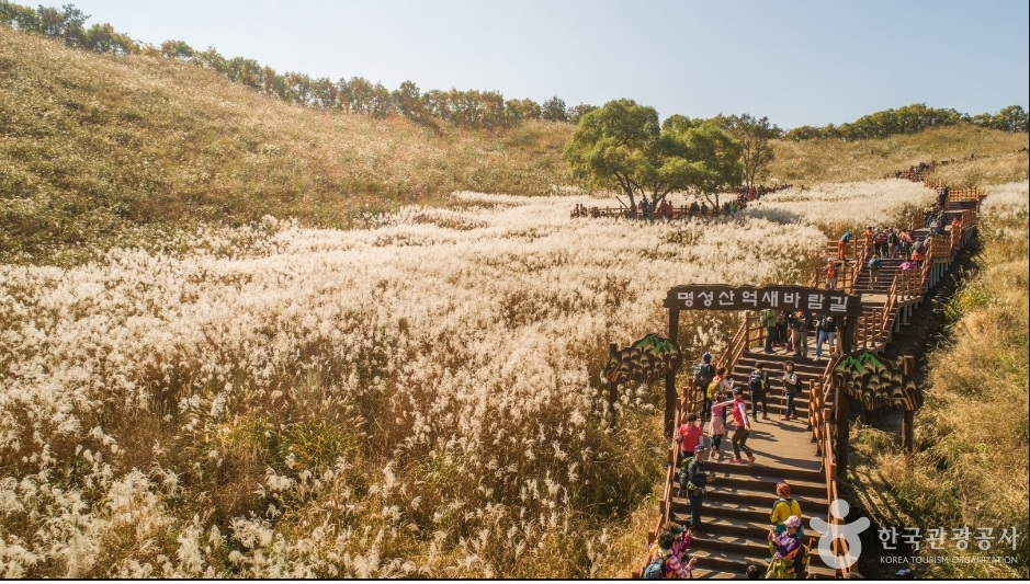 명성산 억새축제