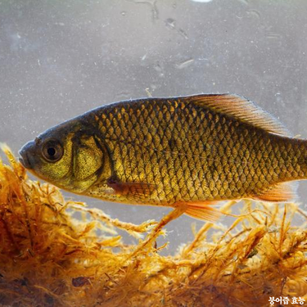 붕어즙 효능 부작용 알고 드세요!
