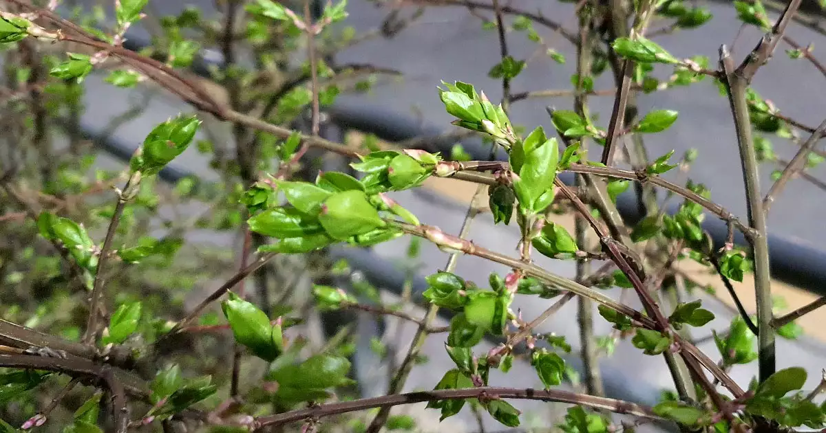 화살나무에 돋는 새순