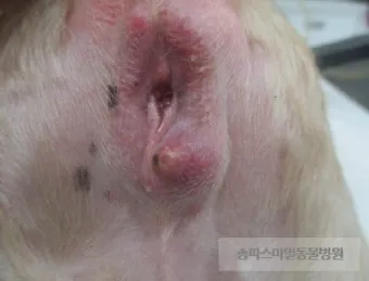 강아지 몸에 혹 악성종양 구분 세포검사 후기 사례집_16