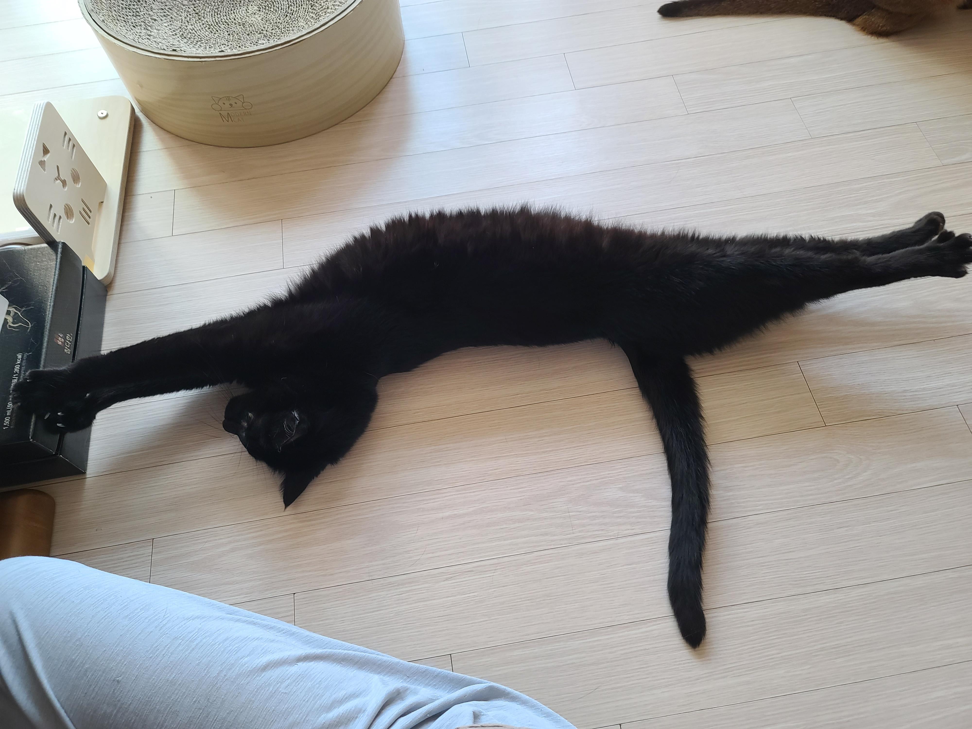 엄마껌딱지 고양이를 무시했더니..