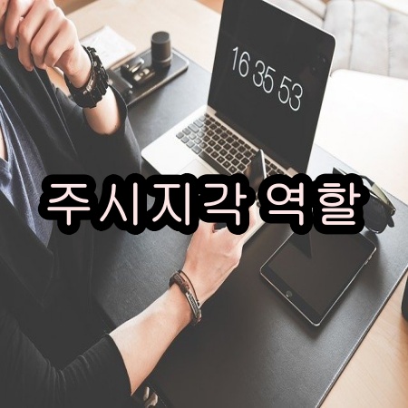 주시지각기능 역할