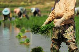 2025년 공익직불금 대상 및 신청 방법