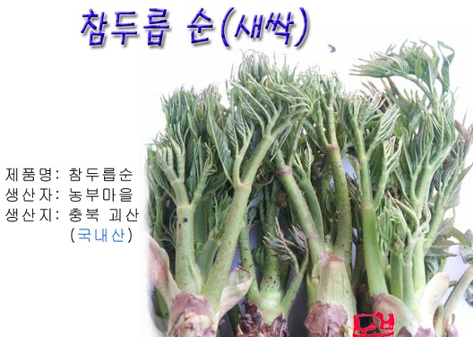 6시내고향-두릅-충북-청주-정도두릅영농조합