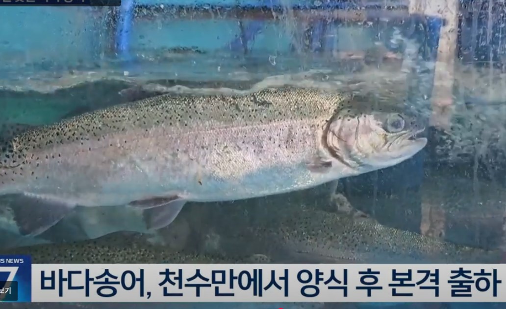 송어