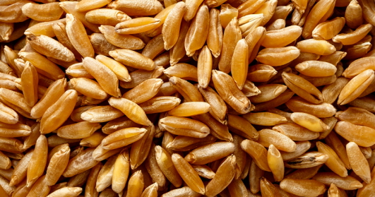 카무트-효능-9가지-부작용-먹는-방법