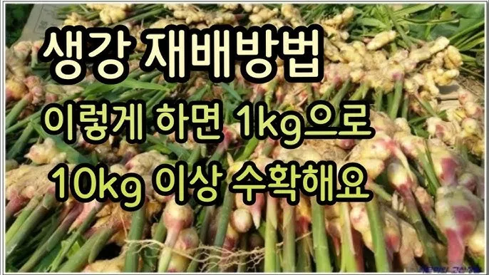 생강 재배 씨눈 맞추기 보온 피복 수확 건조_4