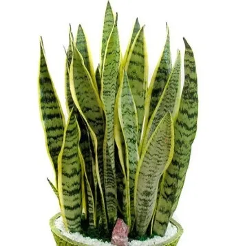 햇빛 부족 해결 식물등추천 설치위치 시간대 초보도 쉽게 적용_5