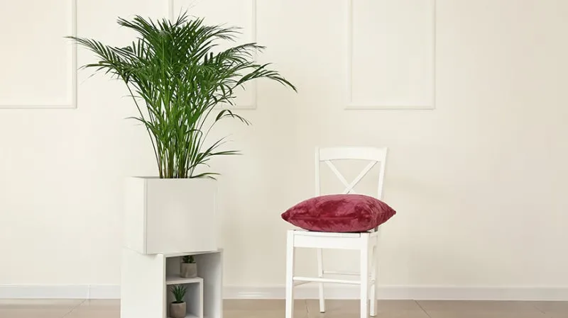 새집증후군 완화 식물선택 공기정화기능 배치 환기관리 가이드_3