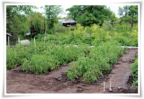 텃밭관리 "2월에 심는 텃밭 작물" 슬기로운 전원생활 가이드!