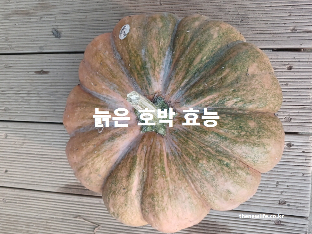 늙은 호박 효능을 위해 직접 촬영한 농장 실사진