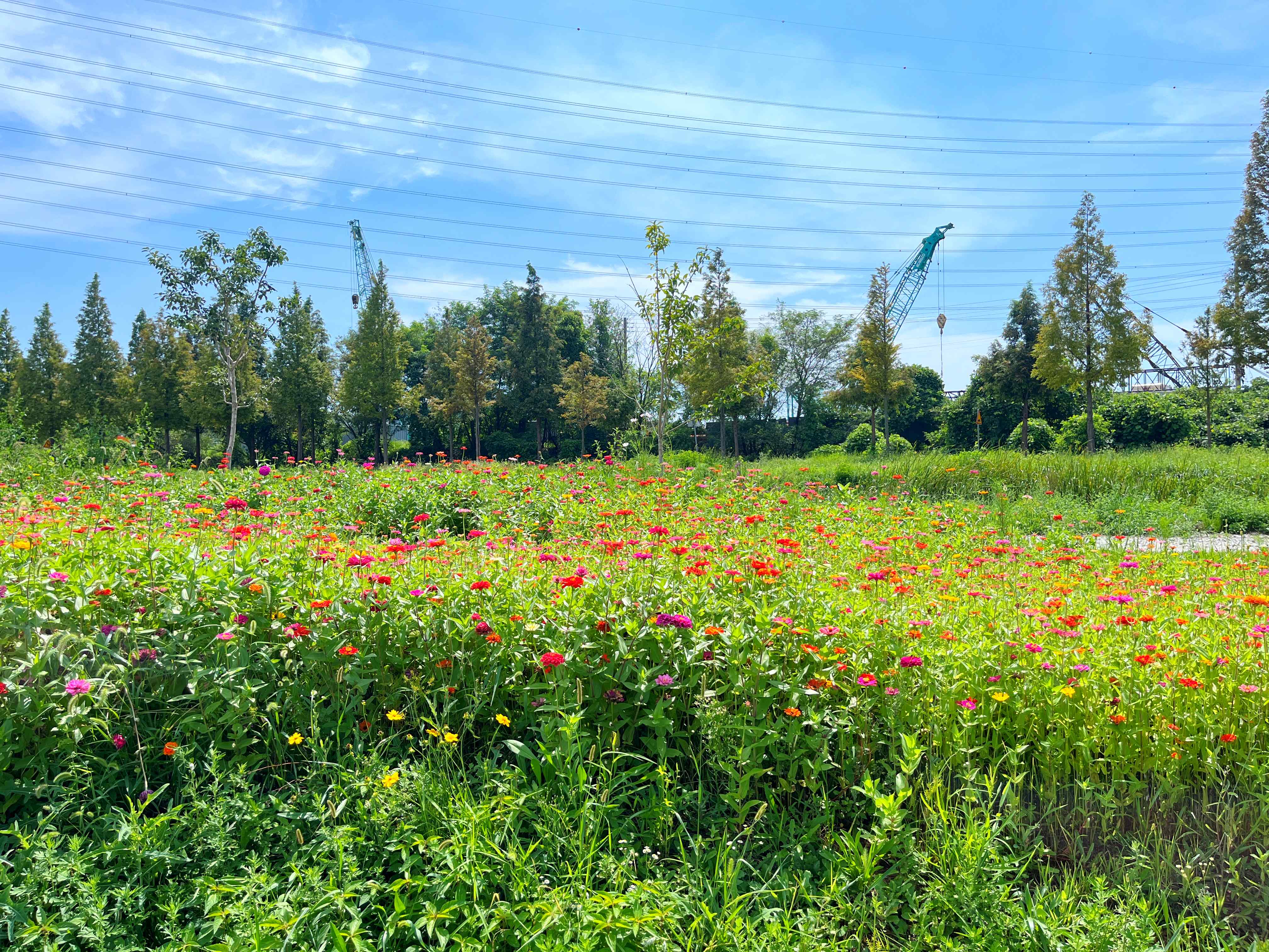 대부도 바다향기테마파크 코스모스