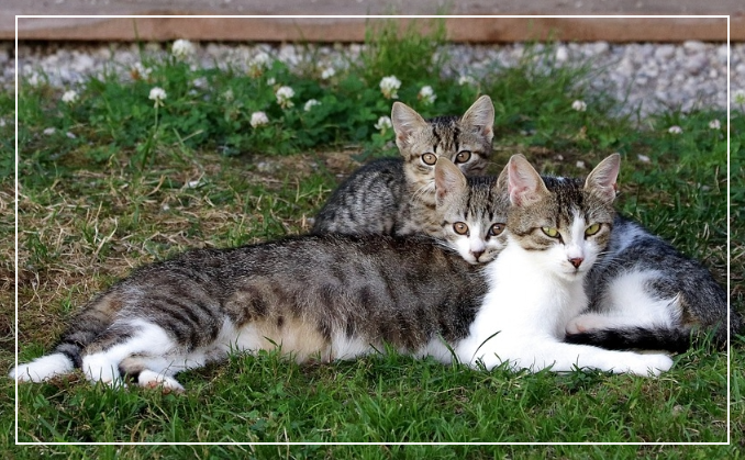 가족관계증명서 인터넷발급(정부24):간편하고 빠른 방법
