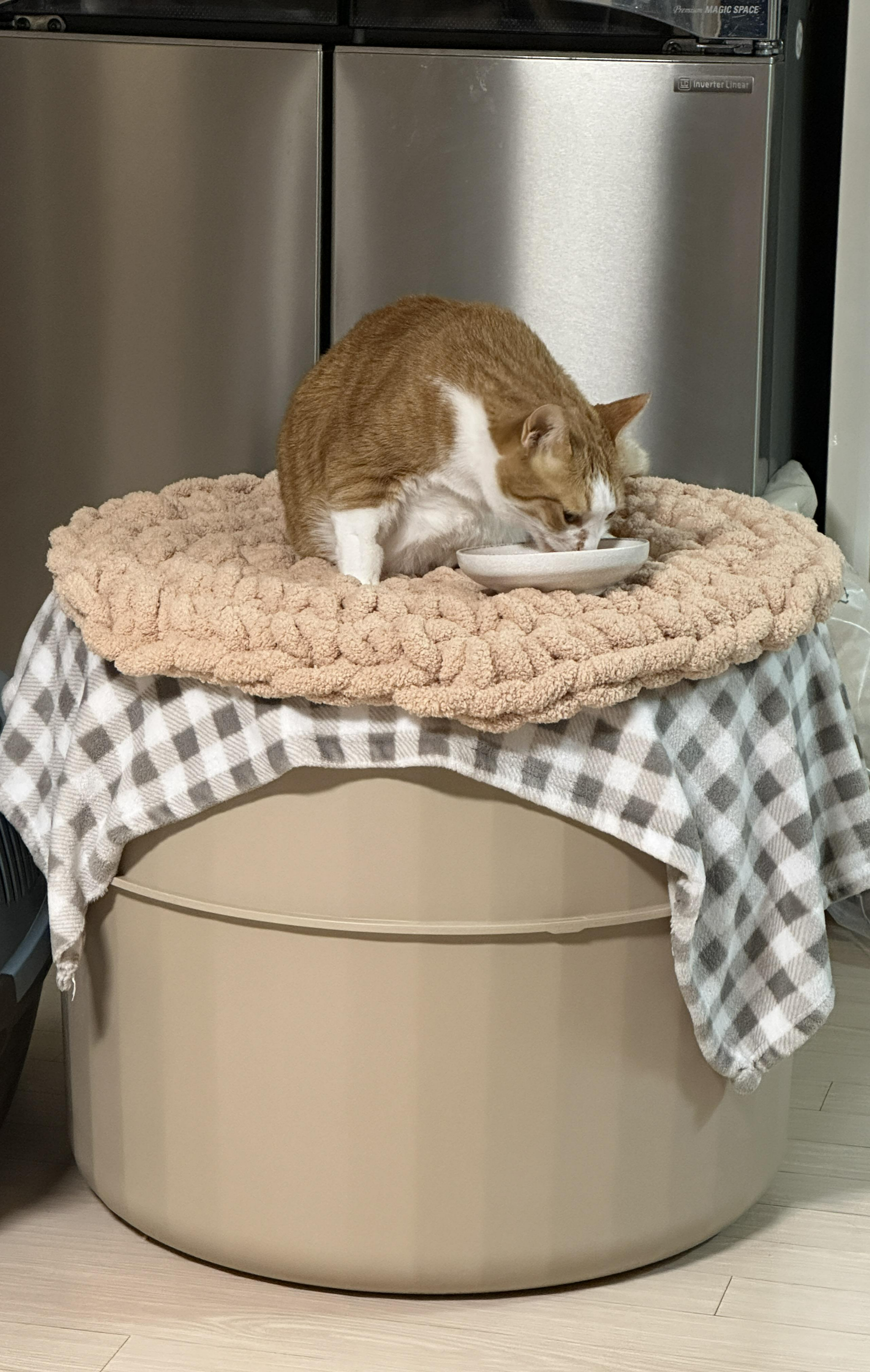 거실_하우스_위에서_파우치_먹는_호야_고양이_황달_1