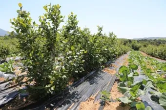 아로니아 재배 전정 포인트 병충해 방제 수확 저장_10