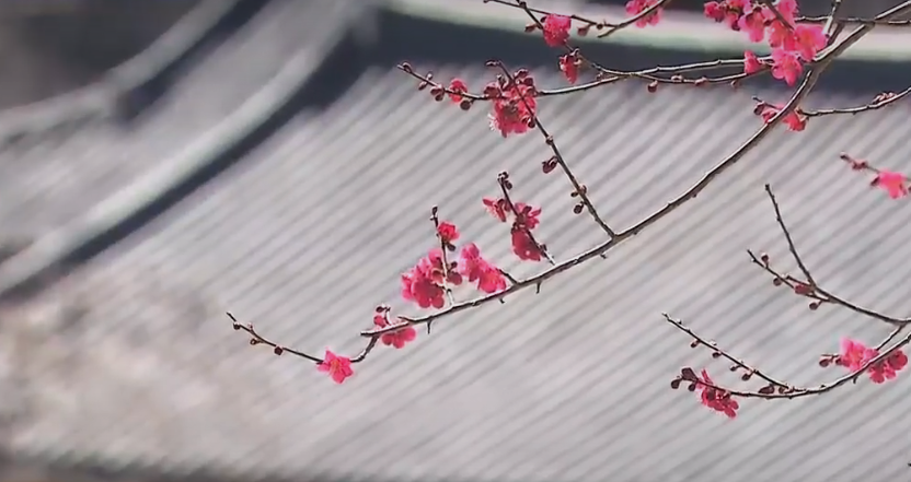 구례 화엄사 홍매화