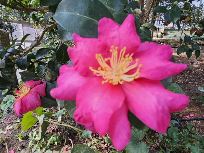 애기동백나무 꽃1