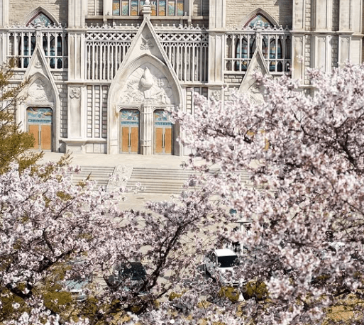 경희대-벚꽃-사진