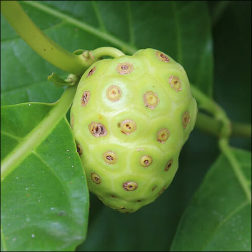 익기 전 초록색 노니 열매