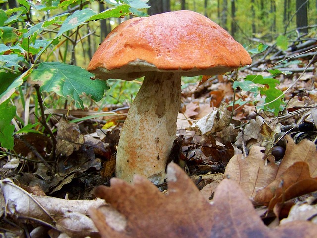 산림기술사