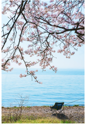 🌸 2025 부산 벚꽃 축제 일정 및 장소