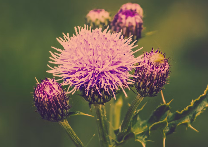 엉겅퀴 호소 효능 : 간건강