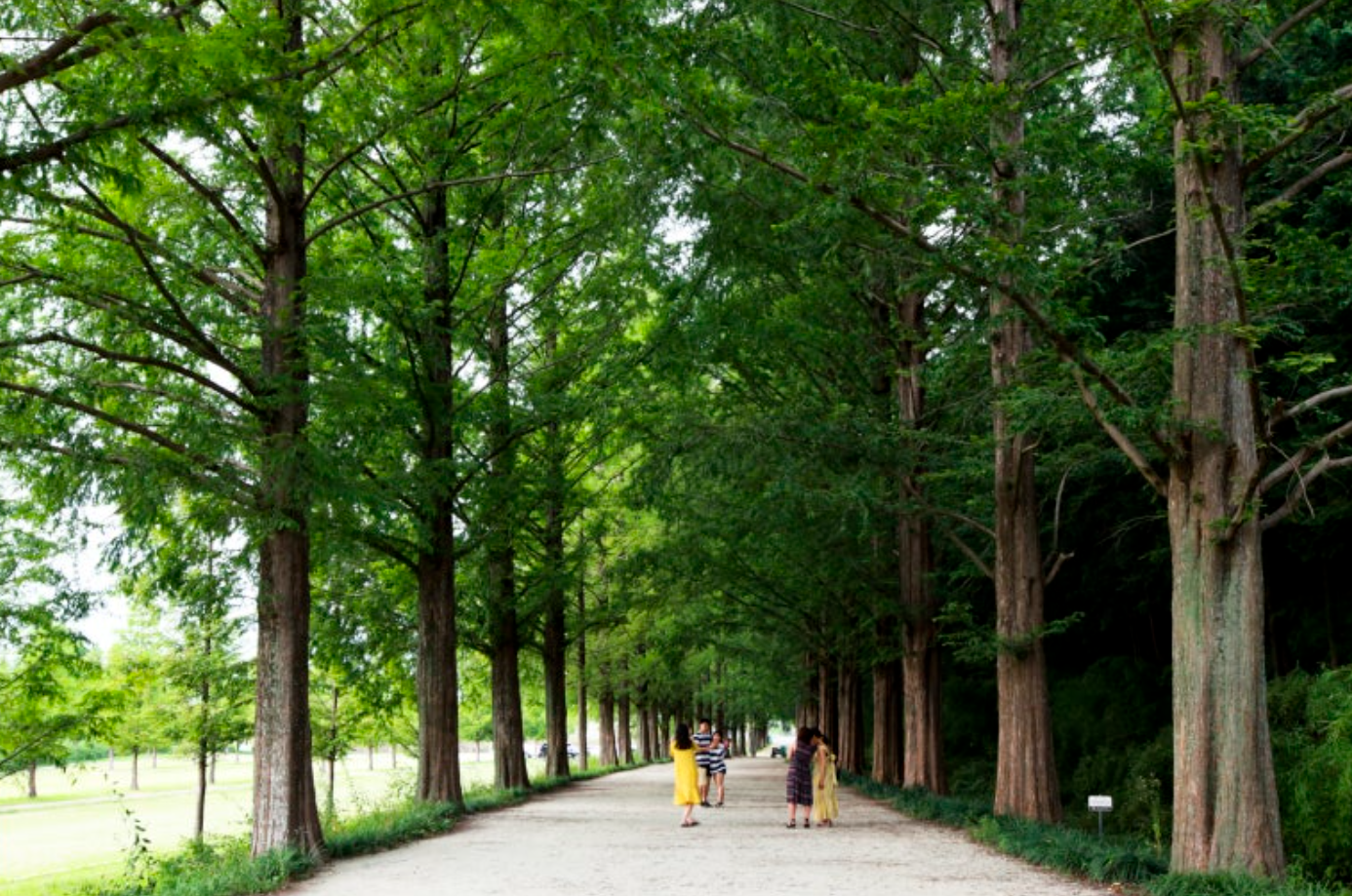 담양 메타세쿼아이길 걷기 좋은길