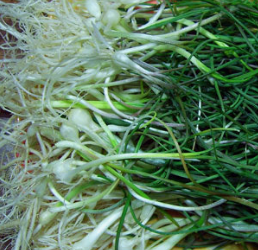 달래 효능 부작용 뿌리 고르는법