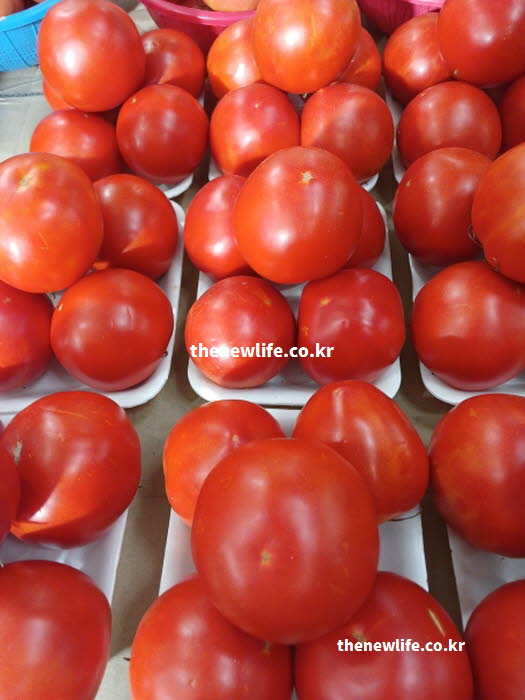 토마토 효능을 온전히 누리기 위해 오일 등과 함께 곁들이는 올바른 섭취 방법을 담은 실사진