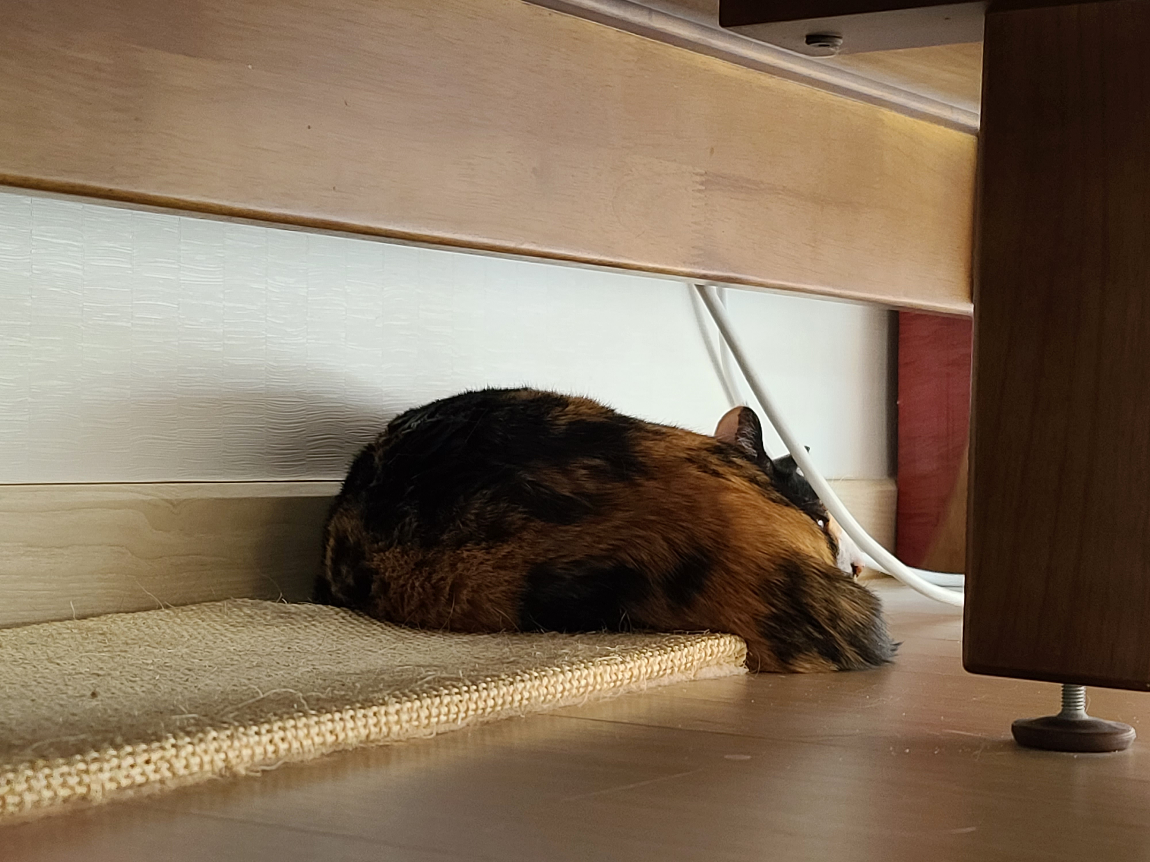 우리집 고양이들에게 전기장판은 선택이 아닌 필수! 보일러가 고장난 3일동안 아홉냥이들은...