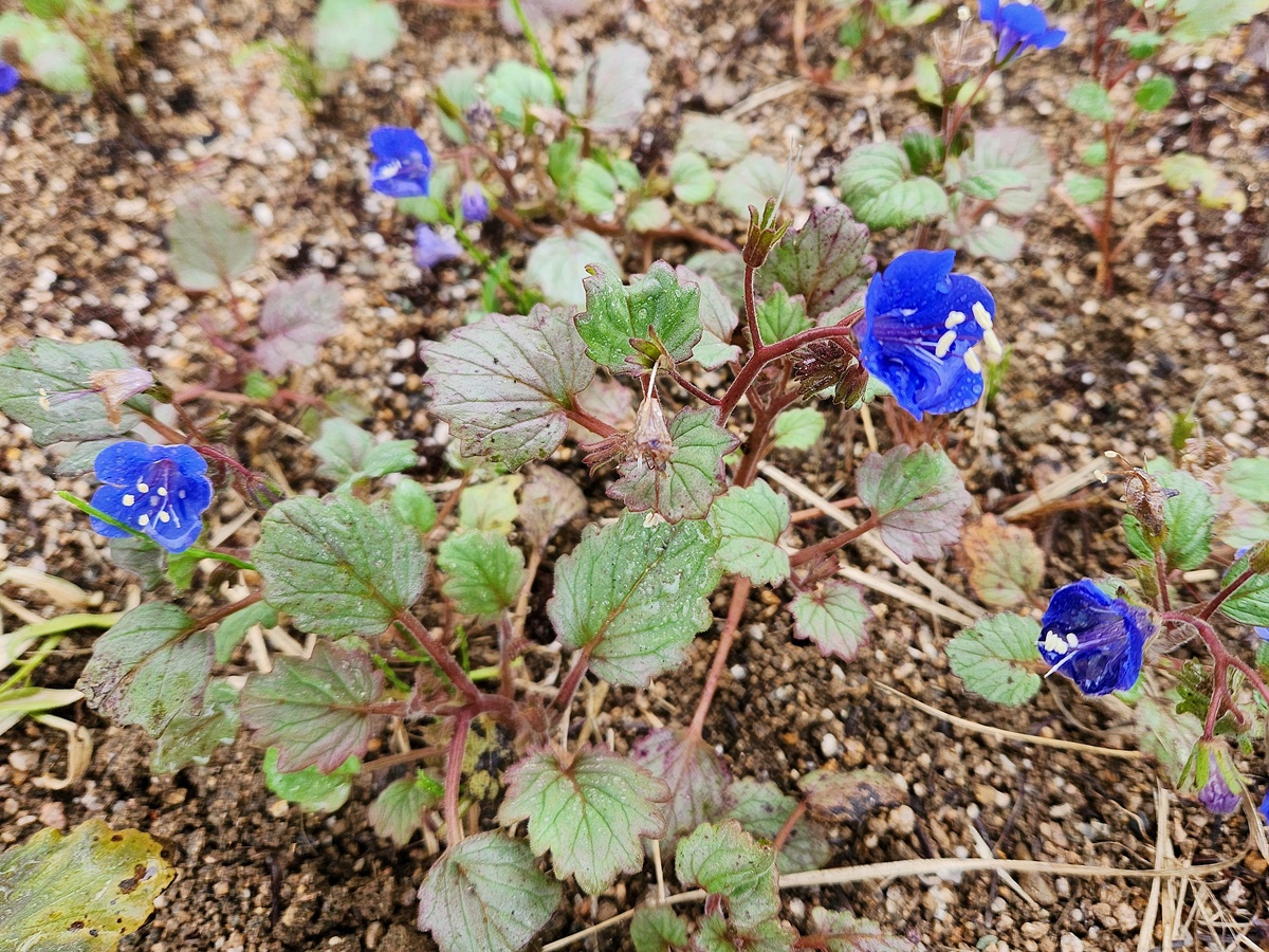 캘리포니아 블루벨