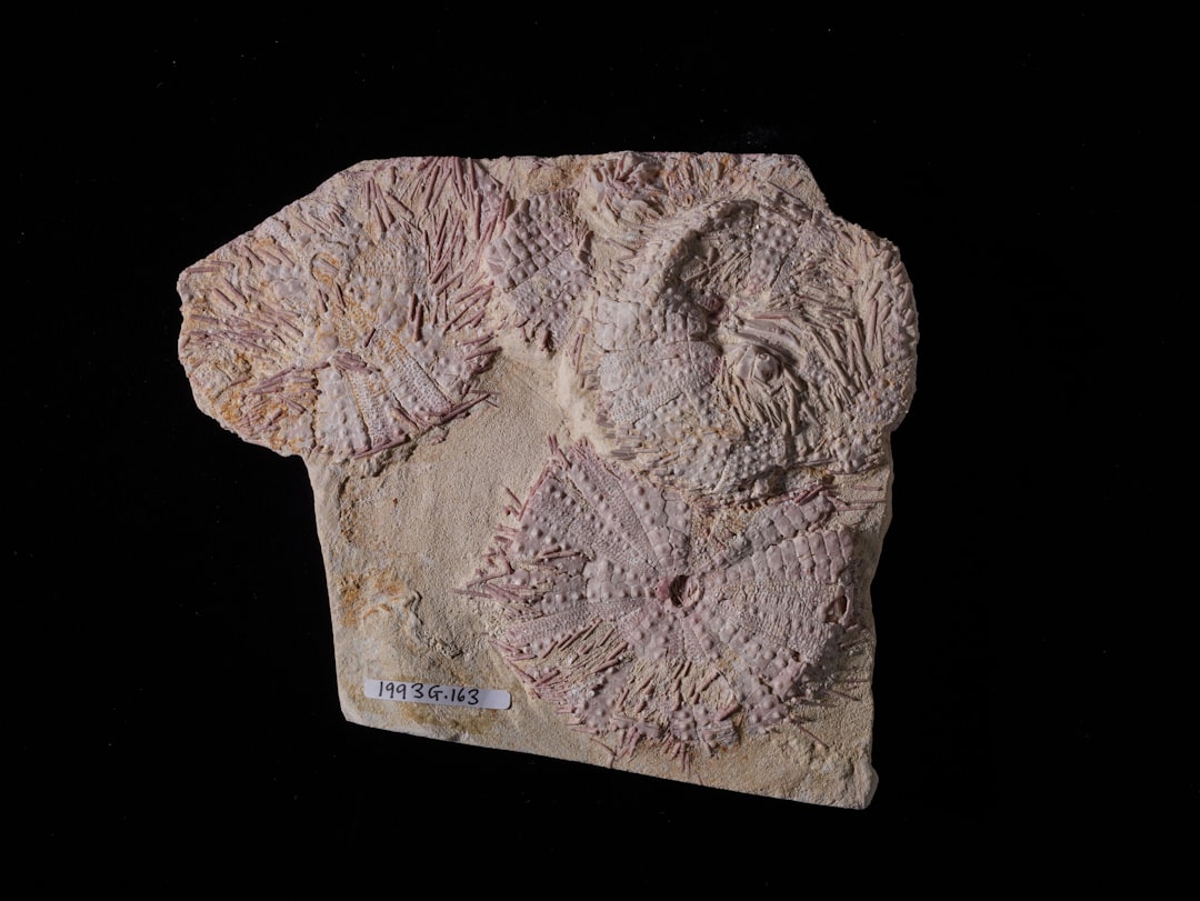 Paleontology