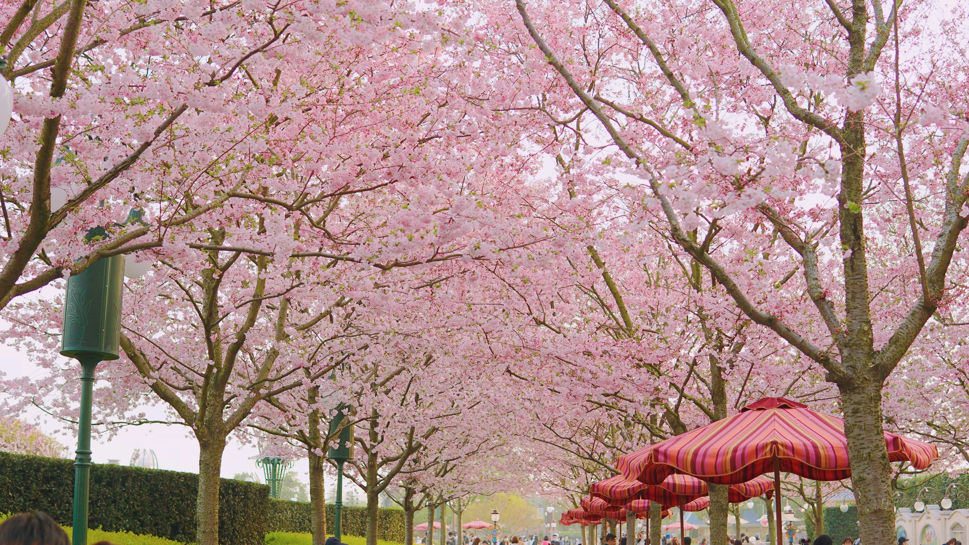 전국 벚꽃축제 일정 개화시기 핵심명소 총정리