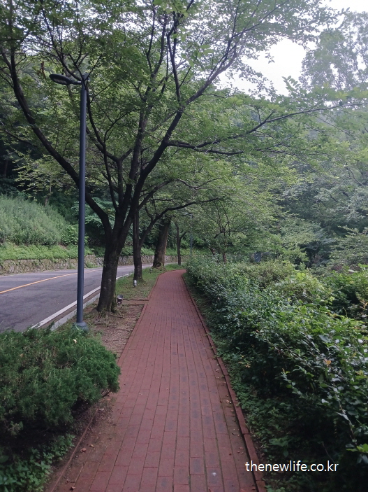 Quiet tree-covered trail – a peaceful place to ease heatstroke symptoms in summer./ 조용한 나무 그늘 숲길 – 여름철 더위 먹었을 때 증상을 완화할 수 있는 산책 공간