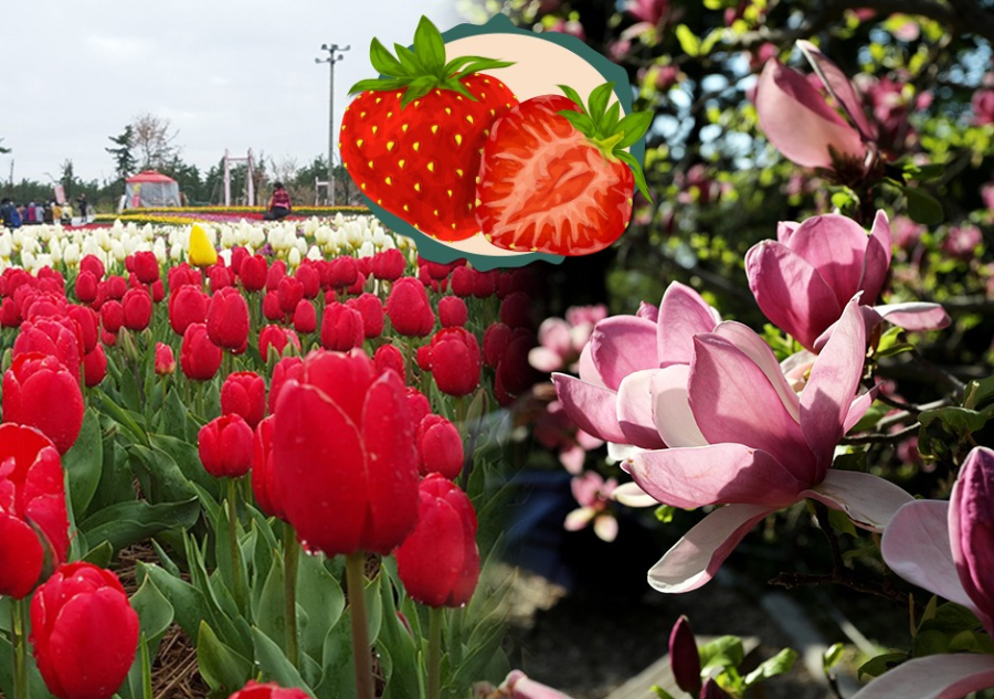 태안 가을 꽃박람회의 매력