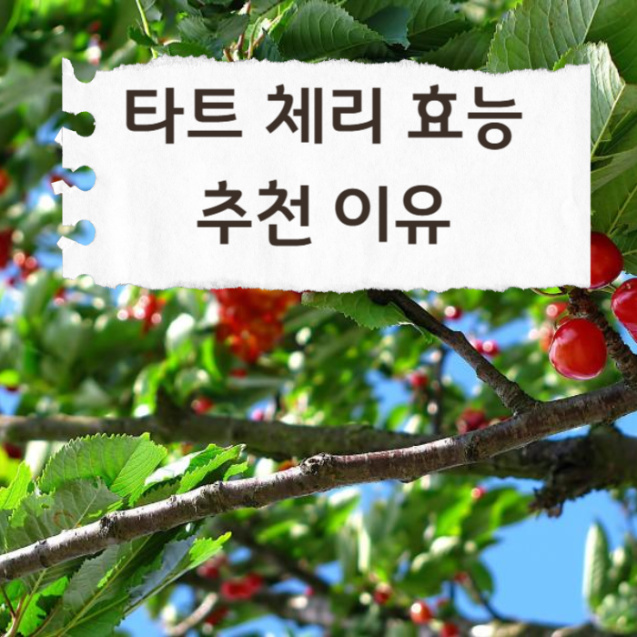 타트체리효능