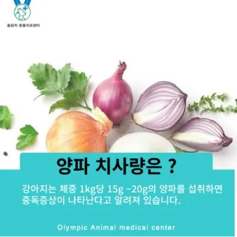 양파 수확시기_13