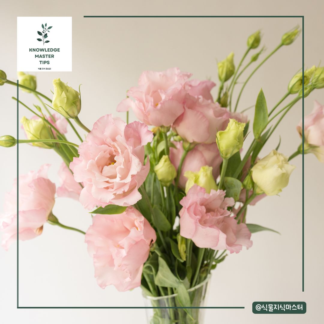 졸업식 꽃다발, 리시안셔스