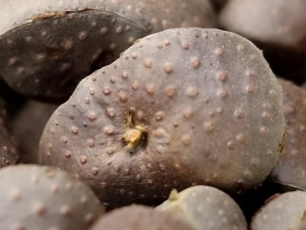 하늘마 심는시기