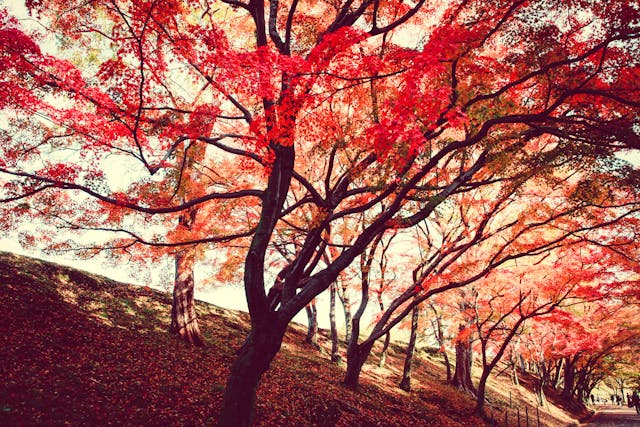 단풍 여행 예산 계산|가을 감성 여행 현실비용 완벽 정리