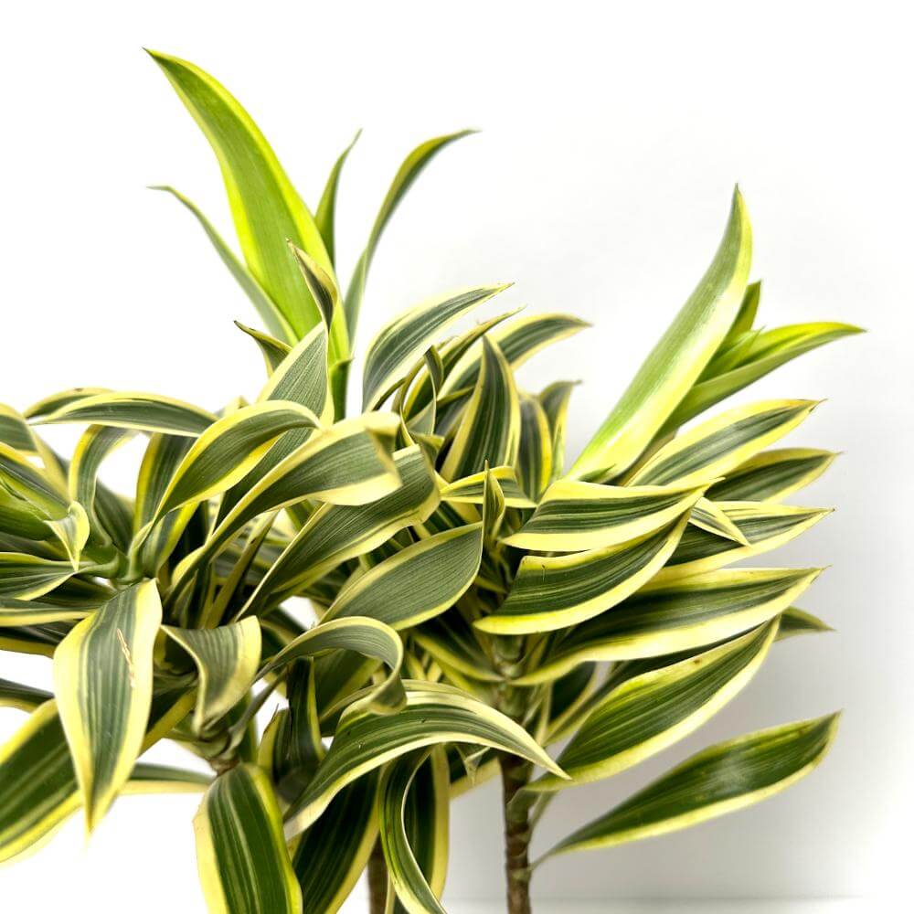 송오브 인디아 키우기