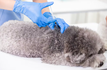 강아지에게 필요한 백신 접종 횟수.