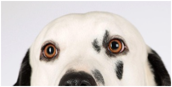 동물등록번호 확인