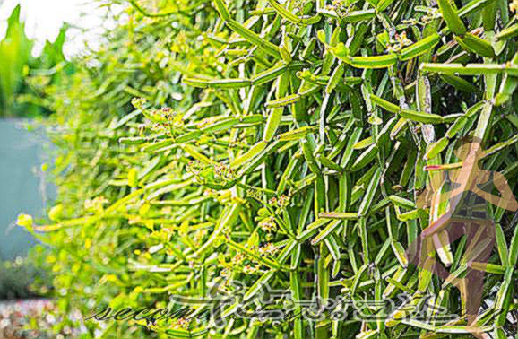 시서스 효능 부작용