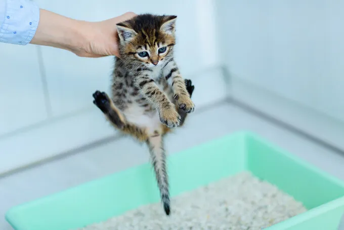 "고양이