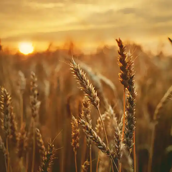 세라마이드 복합체