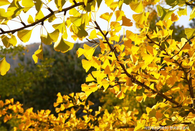 홍천-은행나무숲